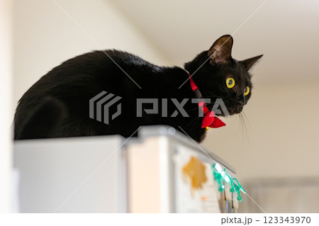 くろねこ 123343970