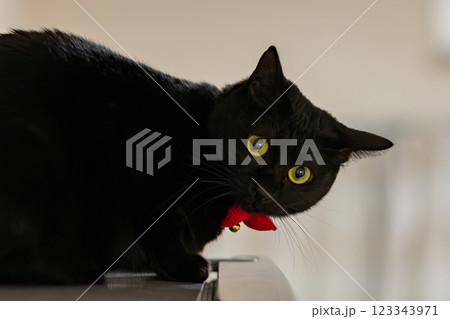 くろねこ 123343971