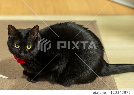 くろねこ 123343973