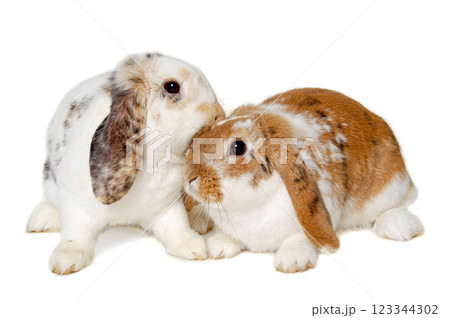 Two rabbits isolated on a white background Two rabbits isolated on a white background 123344302