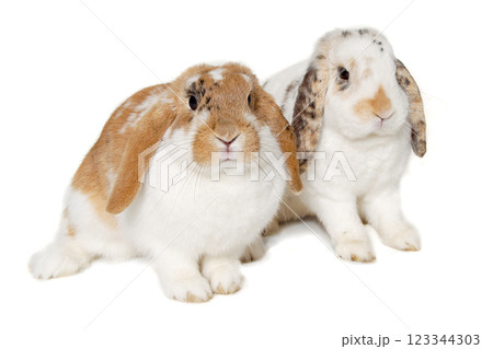 Two rabbits isolated on a white background Two rabbits isolated on a white background 123344303