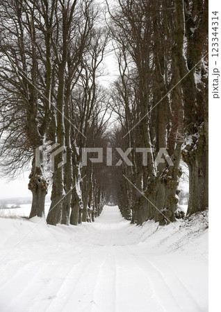 Pathway at winter Pathway at winter 123344314