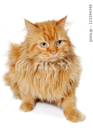 Red cat isolated on white background. 123344348