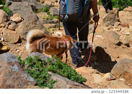 【山の風景】栃木県・那須岳・山を登る犬 【山の風景】栃木県・那須岳・山を登る犬 123344386