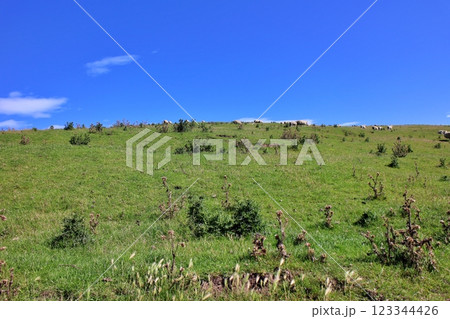 ニュージーランド ダニーデン オタゴ半島の羊の群れ ニュージーランド ダニーデン オタゴ半島の羊の群れ 123344426