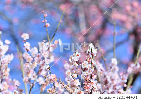 満開の梅林　春の素材 123344431