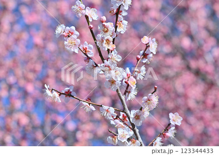 満開の梅林　春の素材 123344433