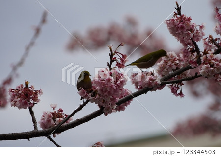 桜の蜜を吸うメジロ 123344503