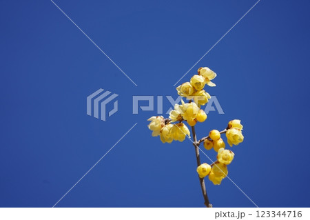 青空に映えるロウバイ 青空に映えるロウバイ 123344716