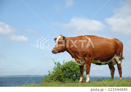 Cow standing on green grass 123344895