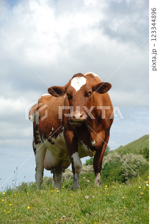 Cow standing on green grass 123344896
