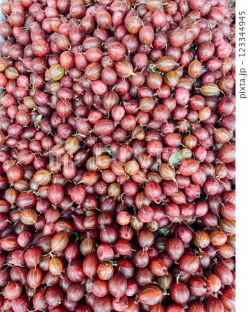 lots of ripe gooseberries for food as background lots of ripe gooseberries for food as background 123344945