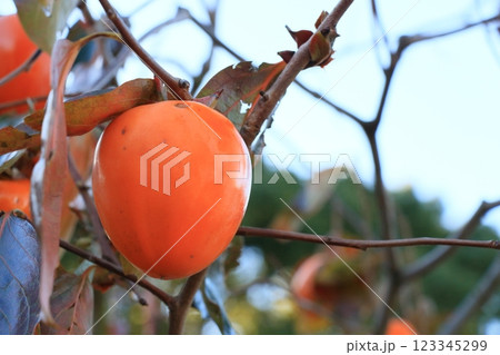 たわわに実った柿　熟した柿　色づいた柿 123345299