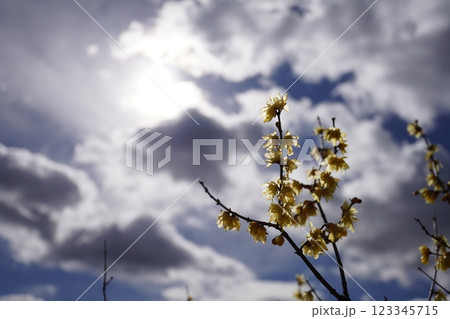 空に向かって咲くロウバイ 123345715