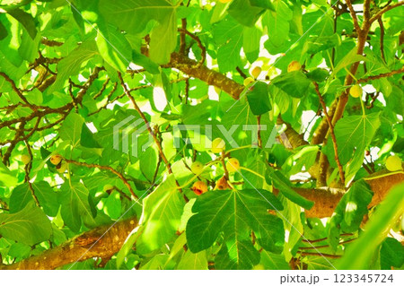 青いイチジクの実　イスタンブール 123345724