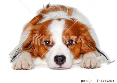 therianthrope Kooiker with human eyes 123345804