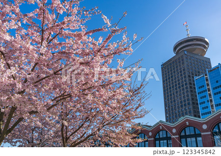BC, Canada - March 25 2021 : Cherry blossoms in full bloom with Vancouver City downtown buildings skyline in spring time. Waterfront Coal Harbour view Photography Stand BC, Canada - March 25 2021 : Cherry blossoms in full bloom with Vancouver City downtown buildings skyline in spring time. Waterfront Coal Harbour view Photography Stand 123345842