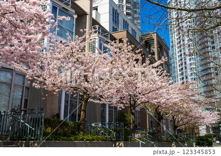 City of Vancouver downtown seawall in springtime. Row of cherry blossoms in full bloom. BC, Canada. City of Vancouver downtown seawall in springtime. Row of cherry blossoms in full bloom. BC, Canada. 123345853
