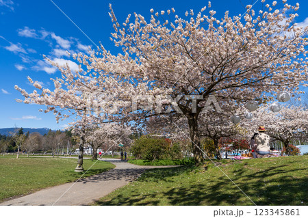 Devonian Harbour Park in springtime season. Cherry blossoms in full bloom. Vancouver, BC, Canada. Devonian Harbour Park in springtime season. Cherry blossoms in full bloom. Vancouver, BC, Canada. 123345861