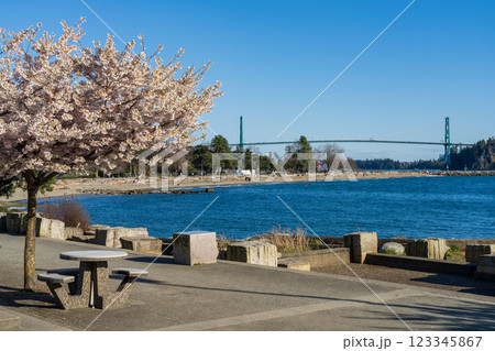 Ambleside Park Beach cherry blossoms in full bloom in springtime, Lions Gate Bridge in the background. West Vancouver, BC, Canada. 123345867