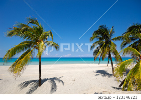 Palms on exotic beach 123346223