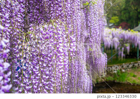 西寒多神社の藤の花 123346330