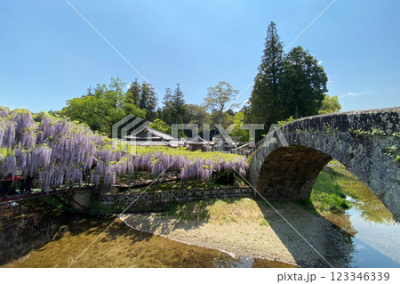 西寒多神社の藤の花 123346339