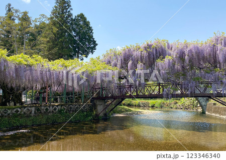 西寒多神社の藤の花 123346340
