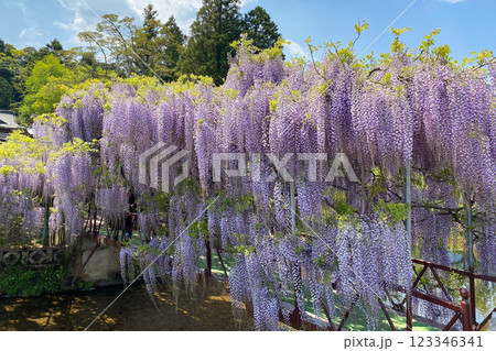 西寒多神社の藤の花 123346341