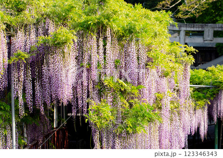 西寒多神社の藤の花 西寒多神社の藤の花 123346343