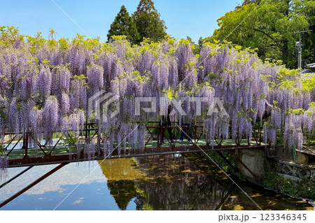 西寒多神社の藤の花 123346345