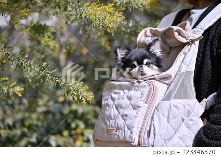 愛犬と散歩する女性　チワワと満開のミモザ　 123346370