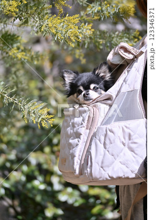 愛犬と散歩する女性　チワワと満開のミモザ　 123346371