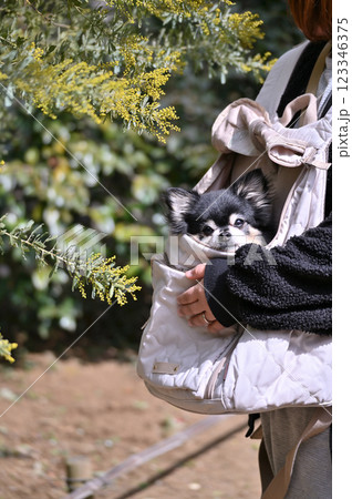愛犬と散歩する女性　チワワと満開のミモザ　 123346375