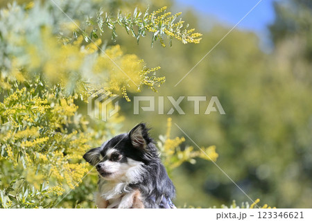 ロングコートチワワと満開のミモザ　 123346621