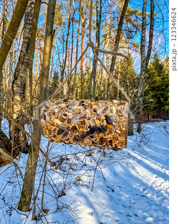 Hanging bird feeder made of seeds in a snowy winter forest with blue sky. High quality photo 123346624