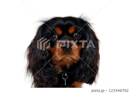Cavalier King Charles Spaniel face isolatet 123346702