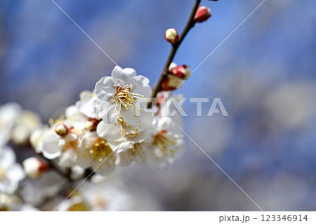 白い梅の花 123346914