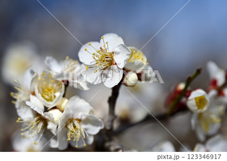 白い梅の花 白い梅の花 123346917