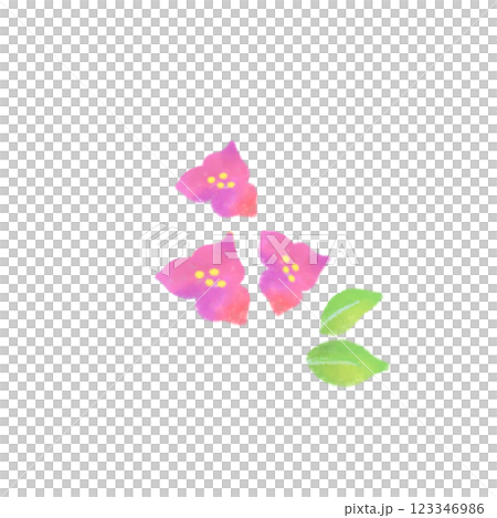 九重葛的水彩插圖 123346986