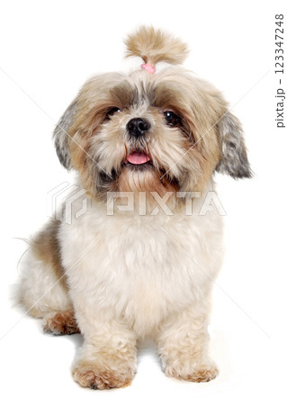 Sad shih tzu dog sitting on a clean white background. 123347248