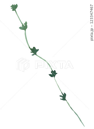 Watercolor twig with green leaves isolated illustration, botanical summer wedding element 123347467