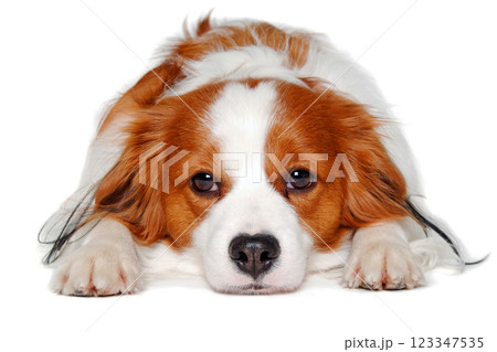 Sad  Kooiker dog resting 123347535