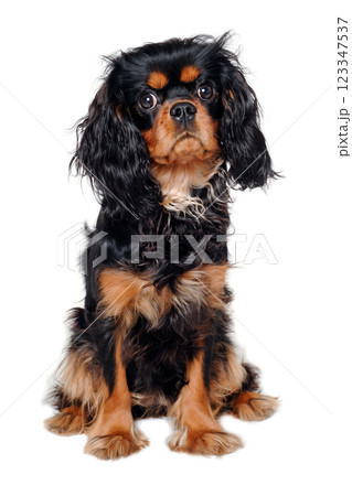 Sad Cavalier King Charles Spaniel dog 123347537