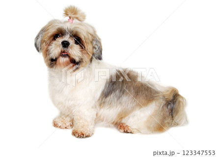 Sad shih tzu dog sitting on a clean white background. 123347553
