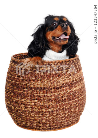 Happy Cavalier King Charles Spaniel dog in a basket Happy Cavalier King Charles Spaniel dog in a basket 123347564
