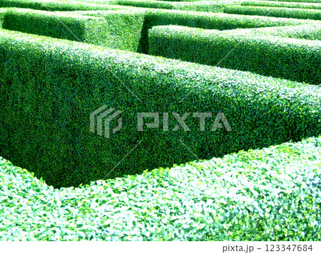 Maze in a garden 123347684