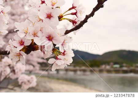 春の嵐山 京都 2 春の嵐山 京都 2 123347878