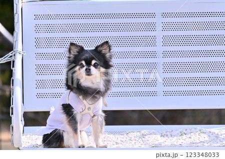 ロングコートチワワ (シニア犬) ベンチに犬用カフェマットを敷いて ドッグラン ロングコートチワワ (シニア犬) ベンチに犬用カフェマットを敷いて ドッグラン 123348033