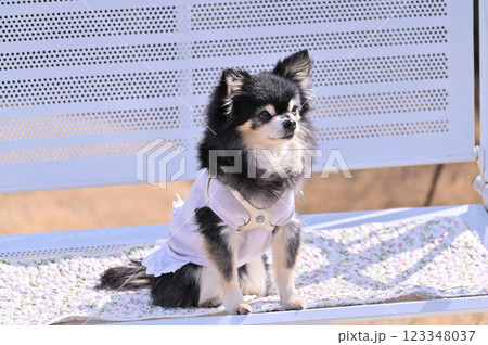 ロングコートチワワ　（シニア犬）　ベンチに犬用カフェマットを敷いて　ドッグラン 123348037